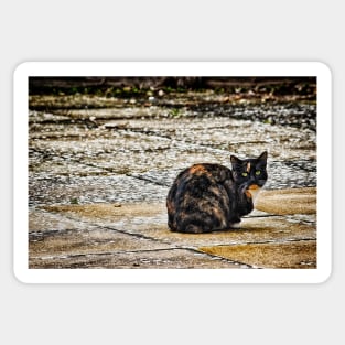 Tortoiseshell Cat Sticker